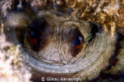 An octopus watching me through its nest by Göksu Kenanoğlu 